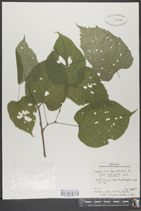 Tilia heterophylla image