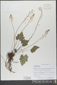 Tiarella cordifolia image