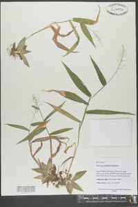 Panicum polyanthes image