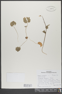 Cardamine douglassii image