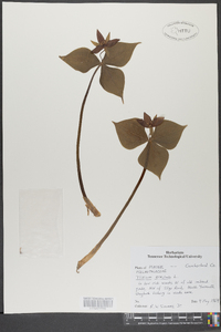 Trillium erectum image