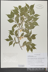 Lonicera maackii image