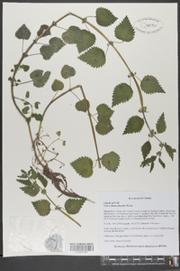 Urtica chamaedryoides image