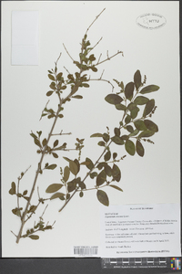 Ligustrum sinense image