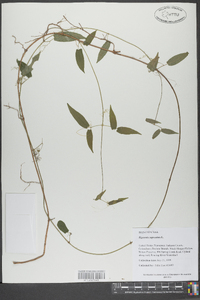 Bignonia capreolata image