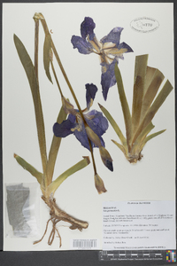 Iris germanica image