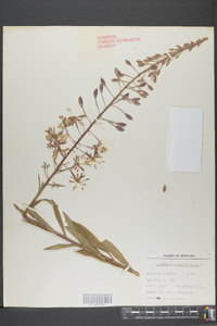 Epilobium anagallidifolium image