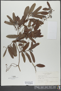 Smilax laurifolia image