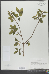 Lonicera canadensis image