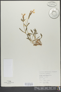 Silene caroliniana image