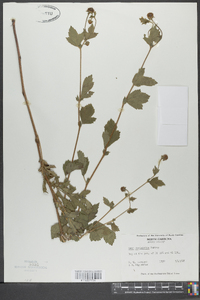 Geum laciniatum image