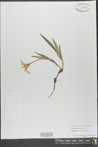 Iris cristata image