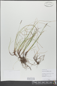 Carex lucorum image