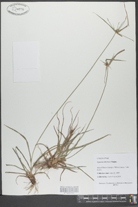 Cyperus retrorsus image