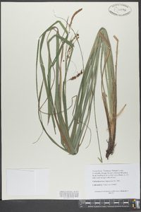 Carex joorii image