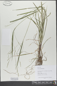 Festuca subverticillata image