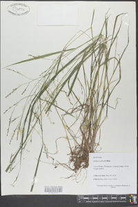 Festuca subverticillata image