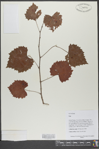 Vitis rotundifolia image