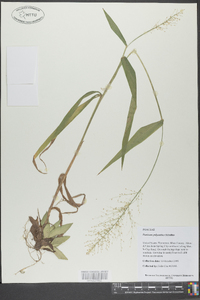 Panicum polyanthes image