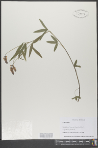 Orbexilum pedunculatum image