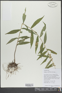 Solidago curtisii image