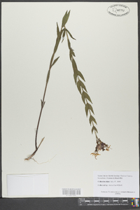 Rhexia alifanus image