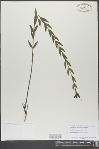 Rhexia alifanus image