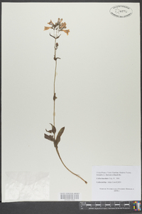 Penstemon laevigatus image