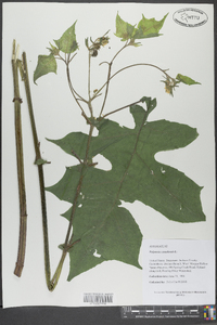 Polymnia canadensis image