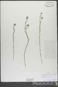 Polygala sanguinea image