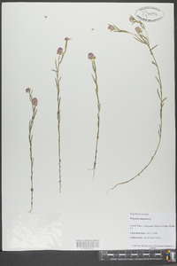 Polygala sanguinea image