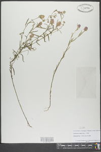 Polygala sanguinea image