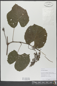 Vitis vulpina image