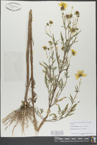 Bidens polylepis image