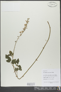 Desmodium canescens image