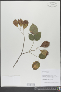 Staphylea trifolia image