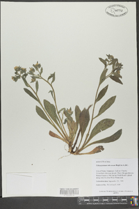 Lithospermum tuberosum image