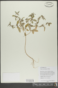 Croton monanthogynus image