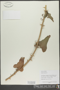 Smilax bona-nox image