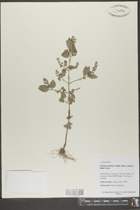 Orthodon dianthera image