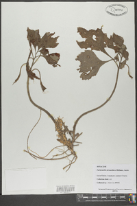 Pachysandra procumbens image