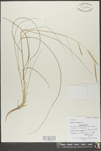 Spartina patens image