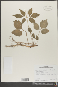 Cardamine diphylla image