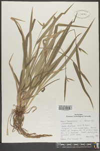 Carex kraliana image