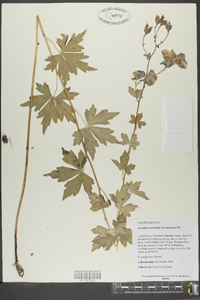 Aconitum uncinatum var. muticum image