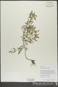 Trichostema coeruleum image