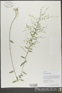 Linum striatum image