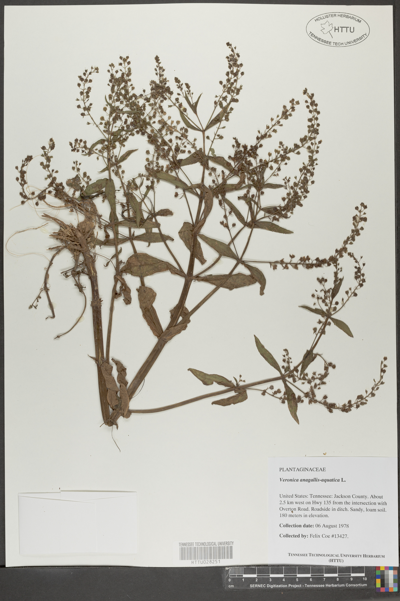 Veronica grandiflora image