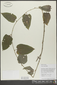 Smilax tamnoides image