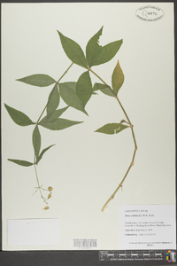 Silene stellata image